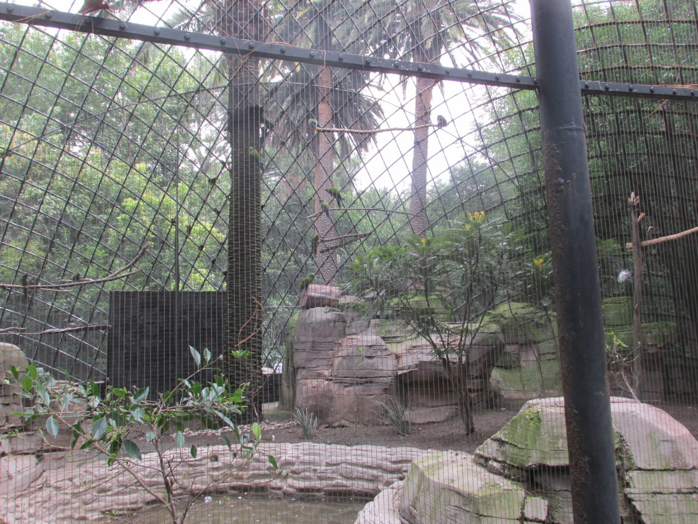 mixed species aviary