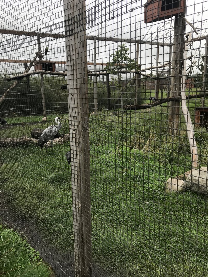 Mixed-Species Aviary