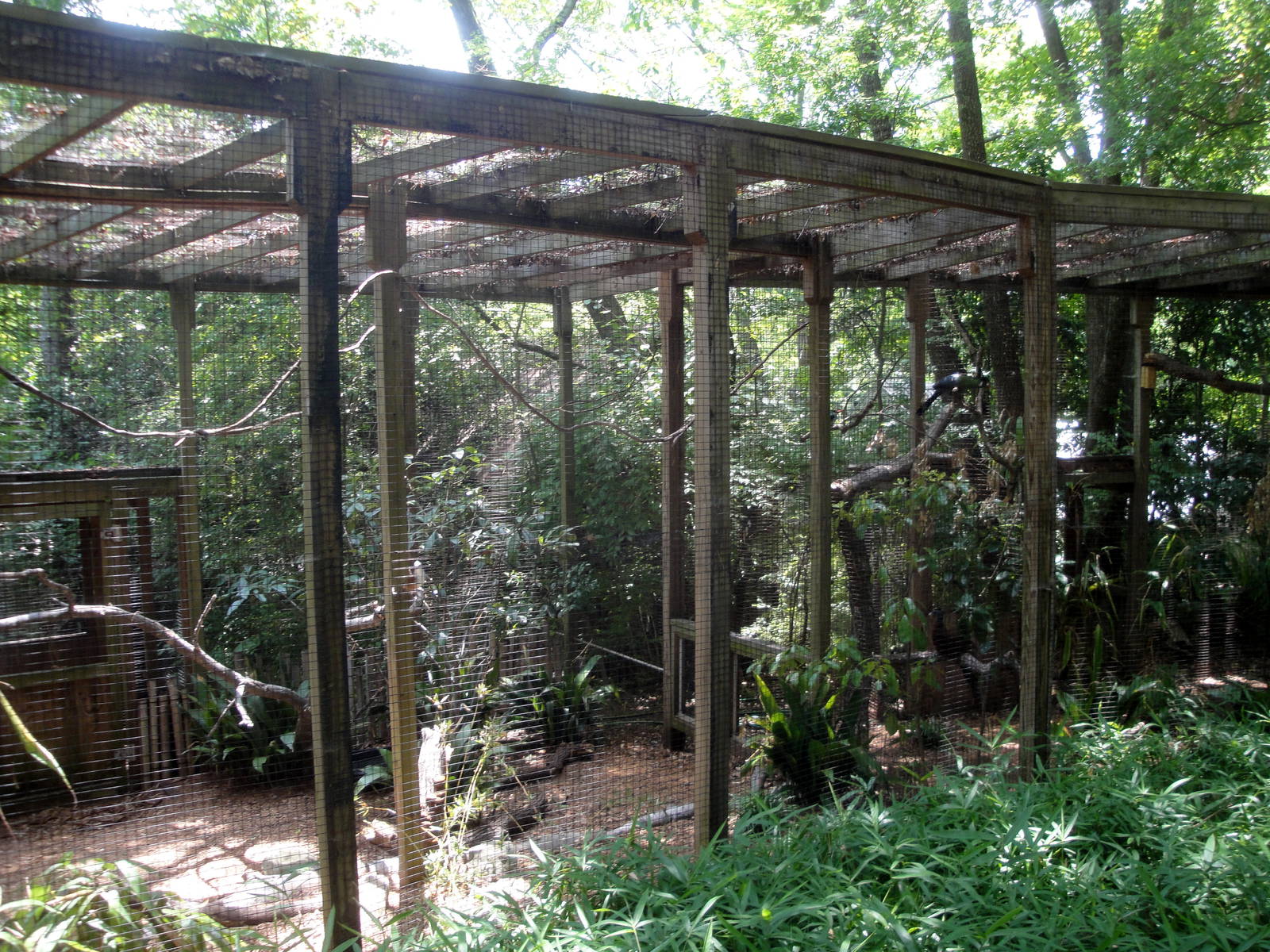 Mixed-species Bird Exhibit