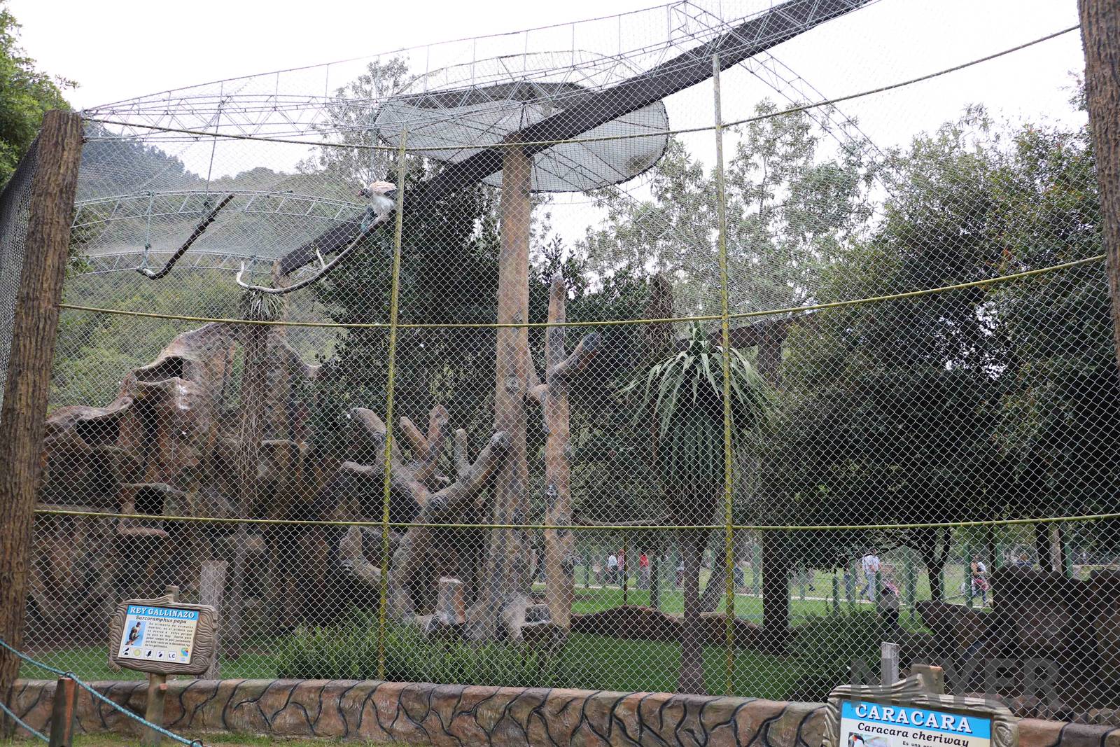 Mixed species bird of prey aviary, March 2016