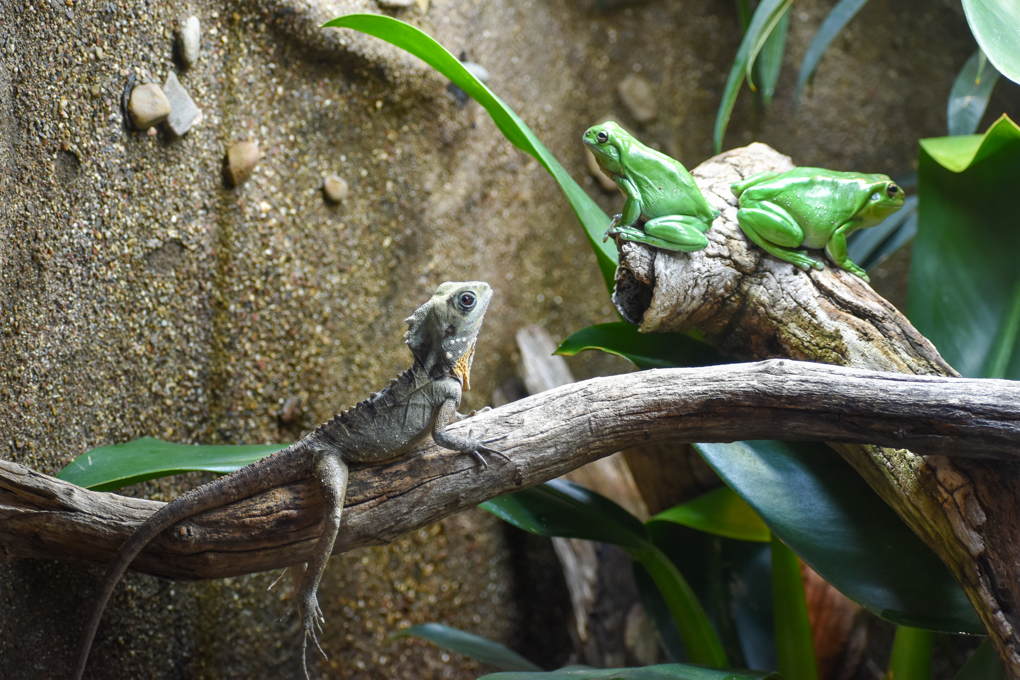 Mixed Species: Boyd's Forest Dragon with Green Tree Frogs