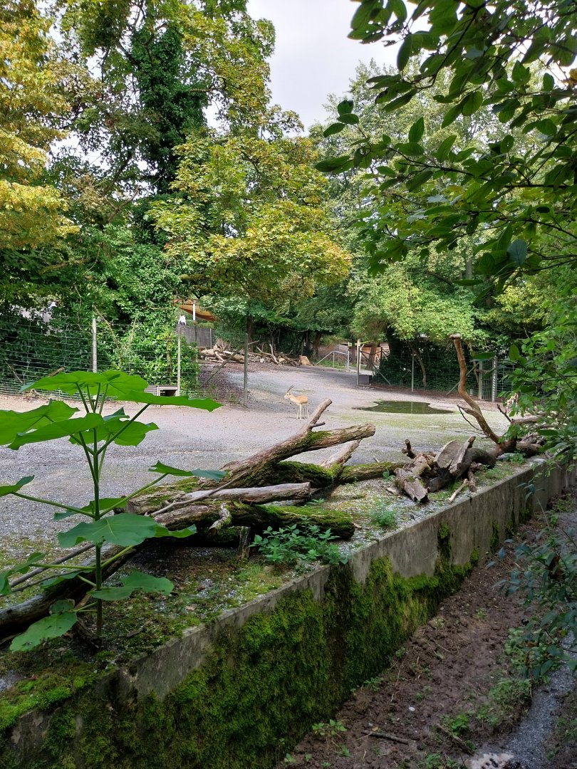 Mixed species enclosure (Burmese brow-antlered deer, Persian gazelle and Bactrian camel)