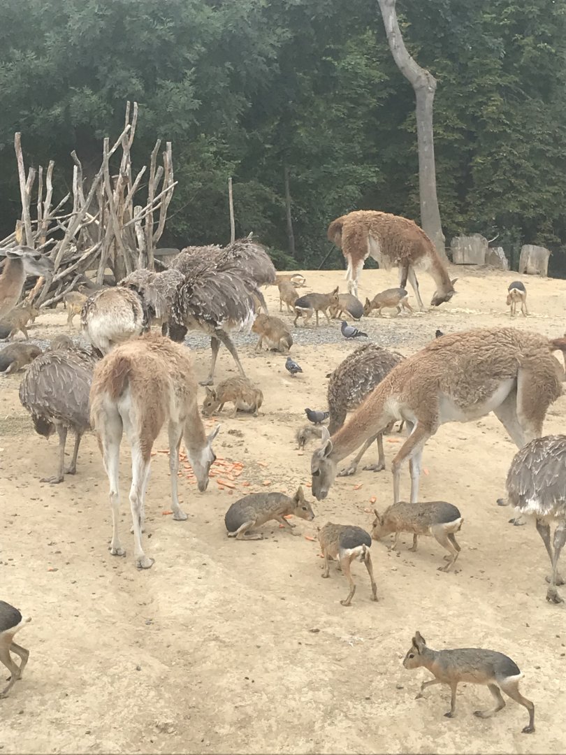 Mixed species enclosure feeding time (2019)