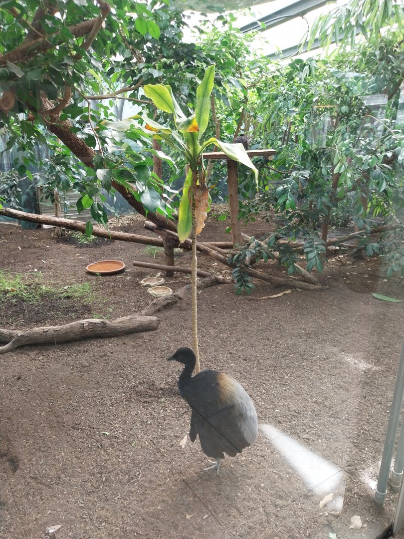 Mixed species enclosure - Grey-winged trumpeter (Psophia crepitans)