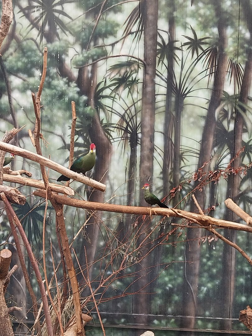 Mixed species enclosure - Red-crested turaco (Tauraco erythrolophus)