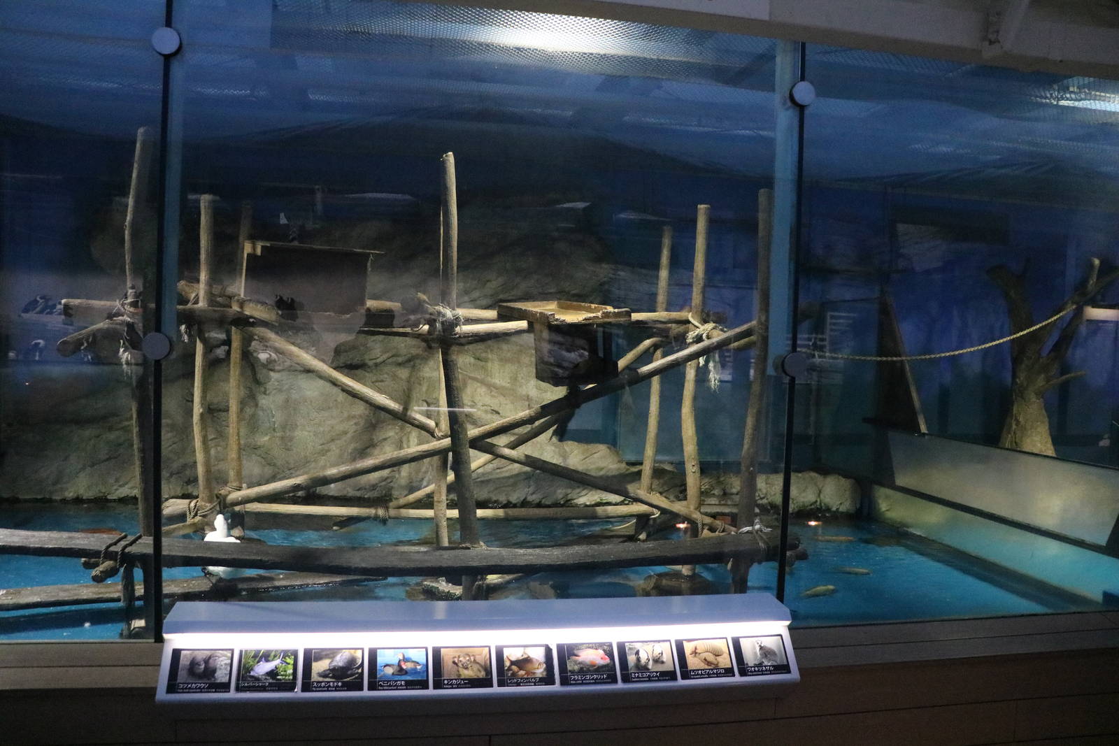 Mixed - species enclosure - Sunshine Aquarium Tokyo, February 2016