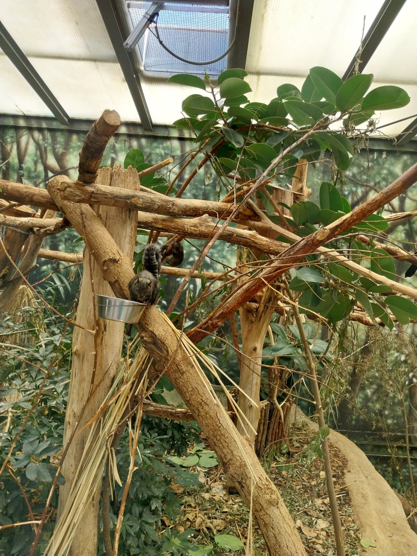 Mixed species enclosure - Yucatan squirrel (Sciurus yucatenensis)