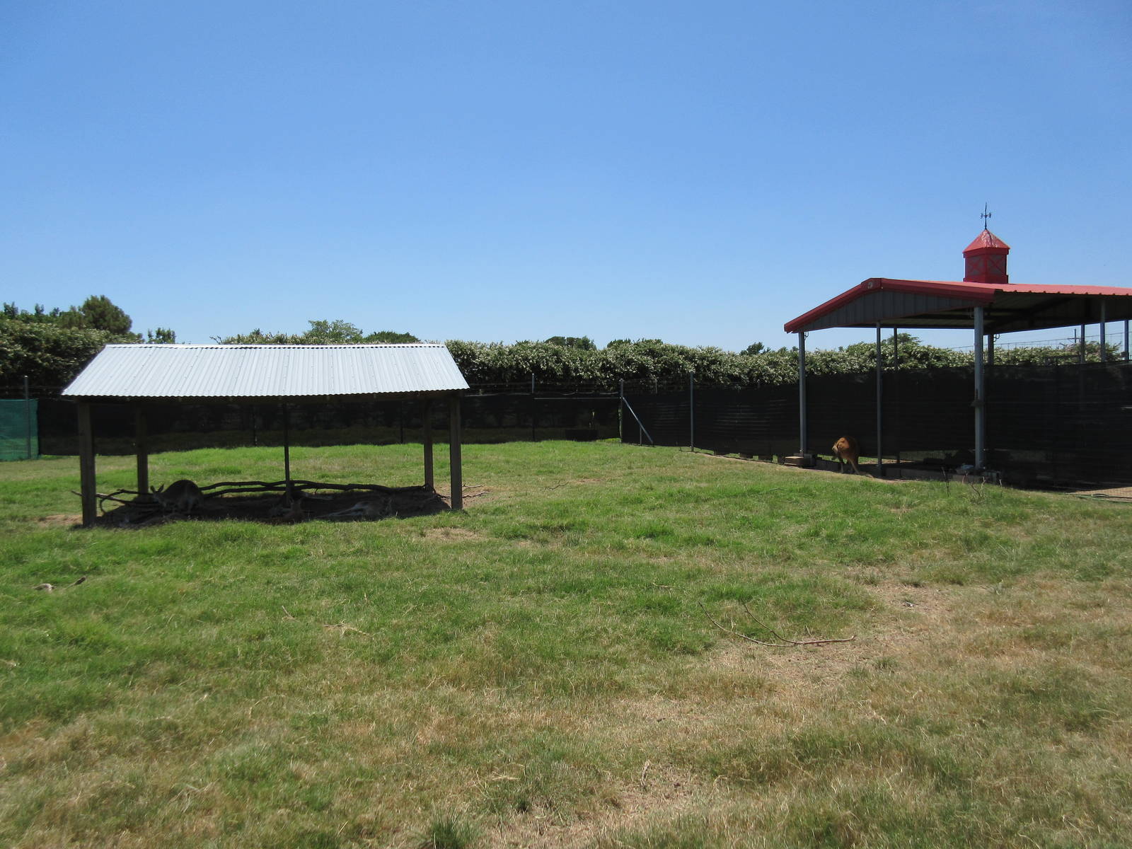 Mixed-Species Exhibit (5 Species)