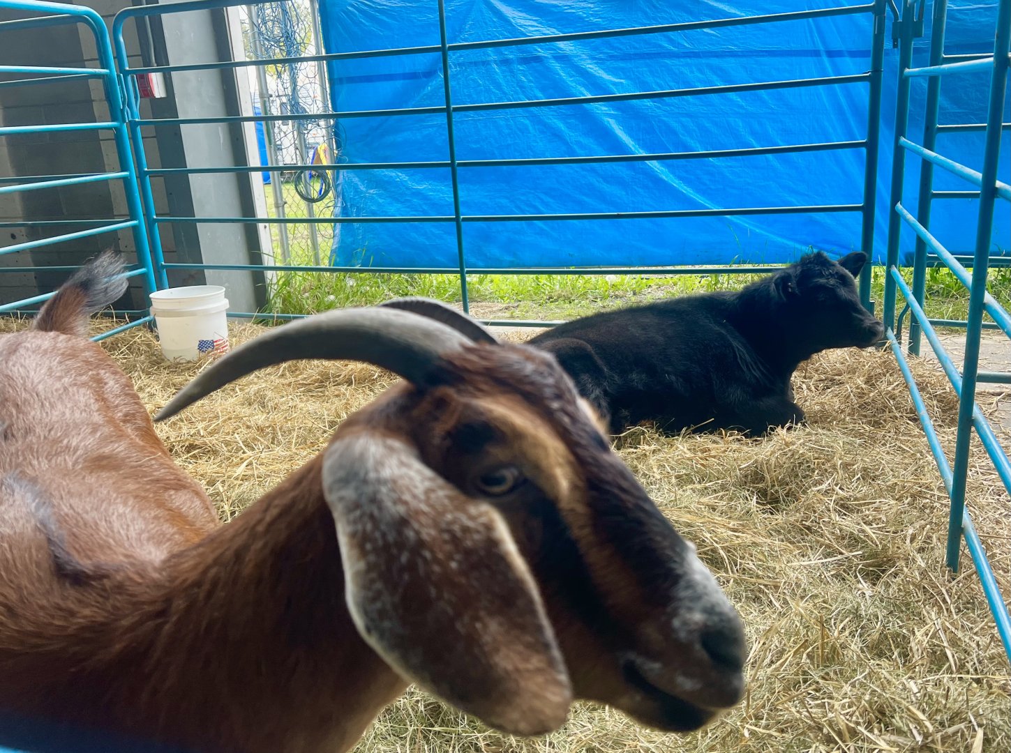 Mixed Species Exhibit - Alaska State Fair