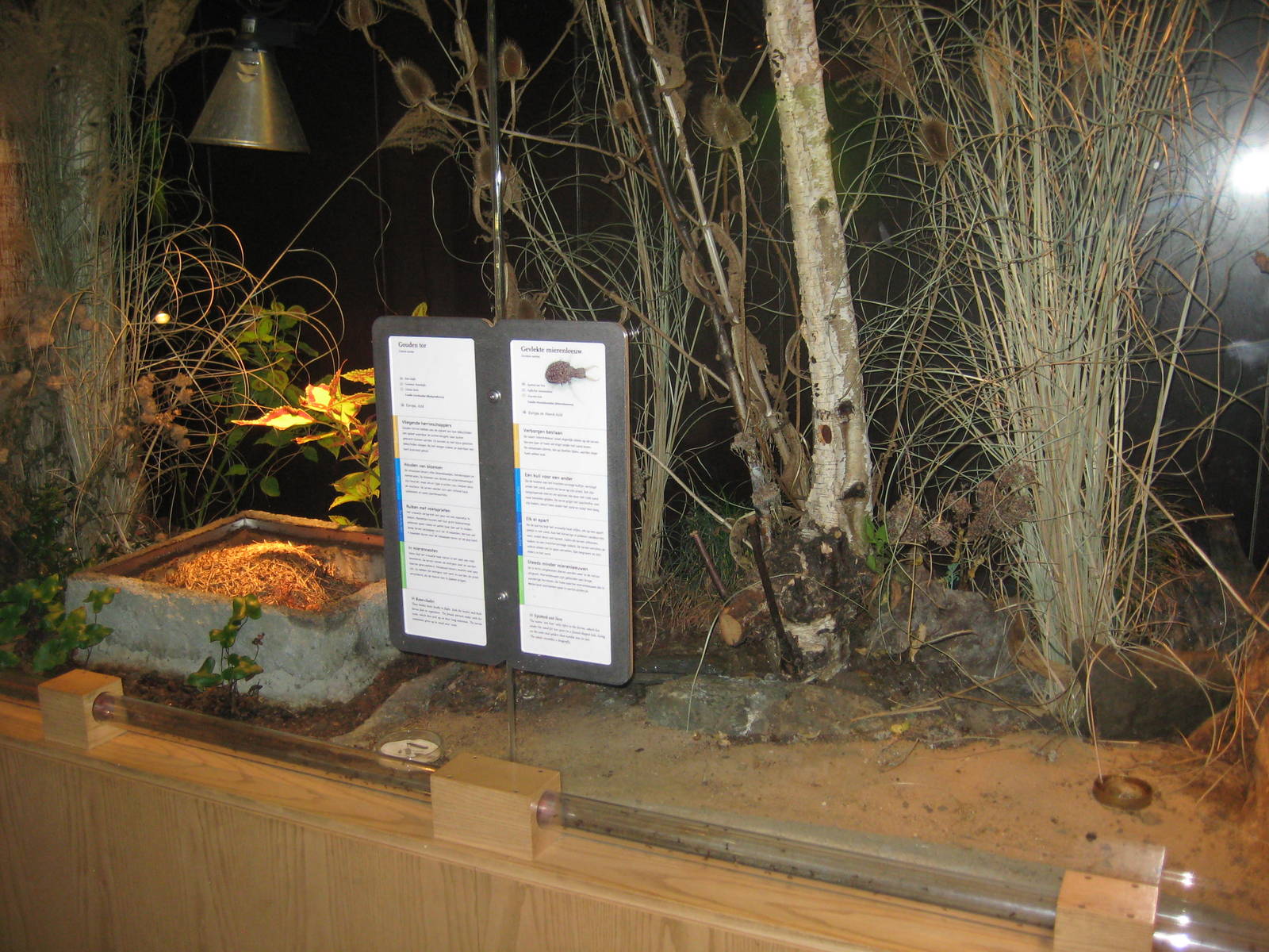 Mixed-species exhibit - Ants and antlions