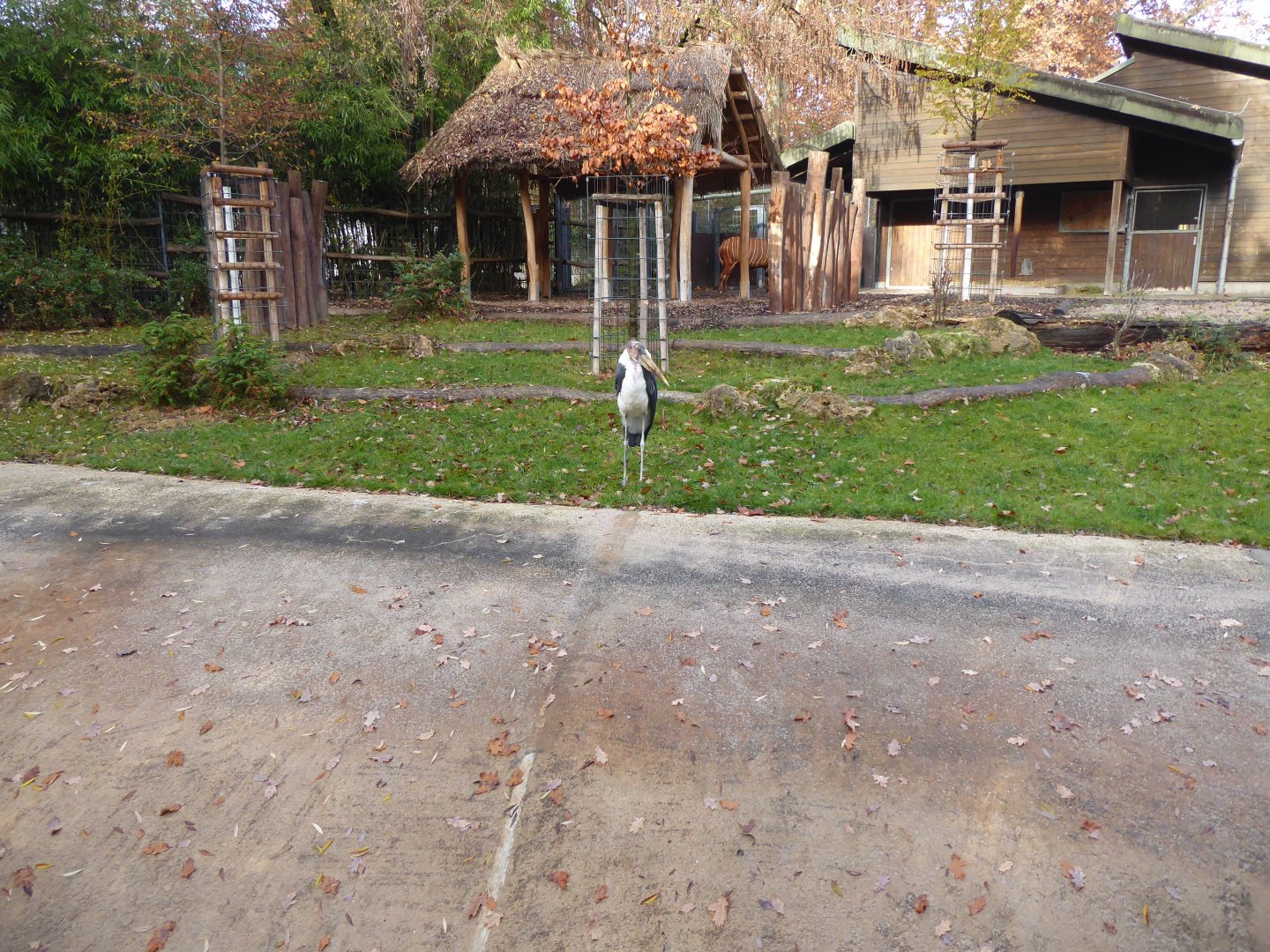 Mixed species exhibit - Eastern bongo and Marabou stork 011218