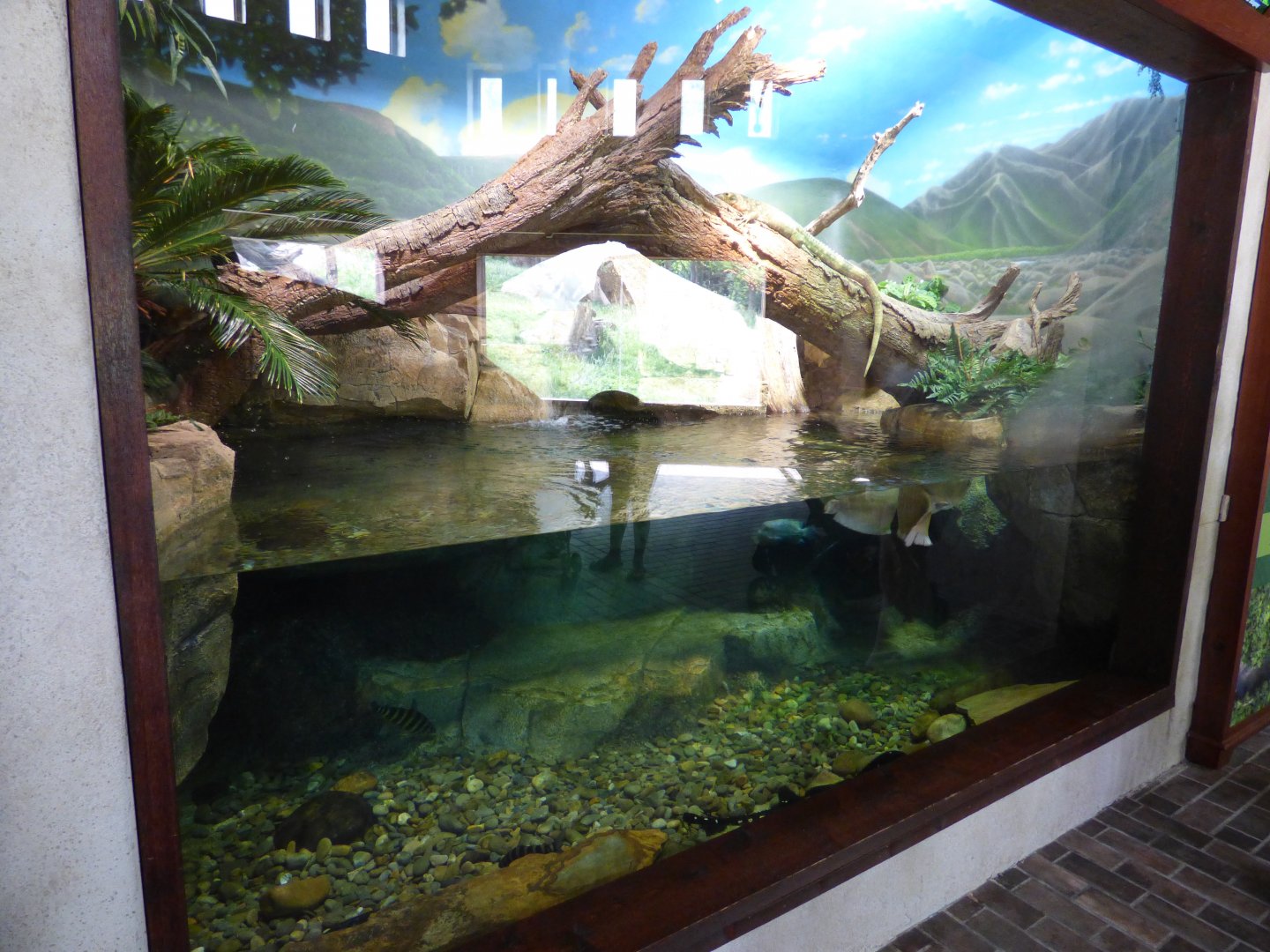 Mixed Species Exhibit (Expedition Peru) - May 2018