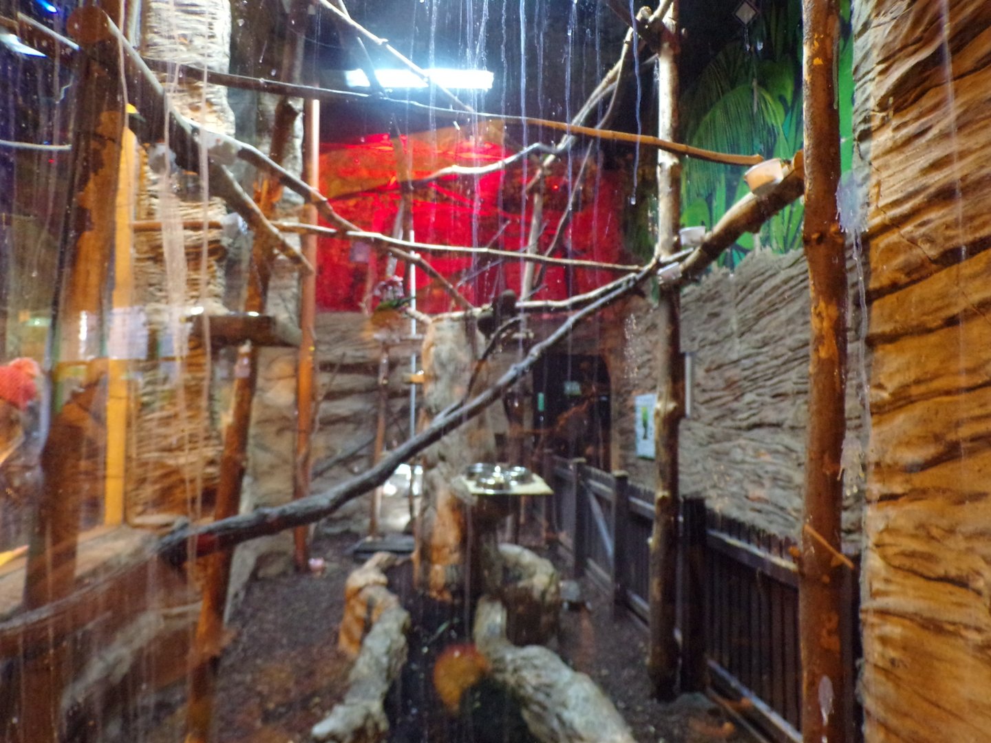 Mixed species exhibit- formerly walkthrough 1.1.23