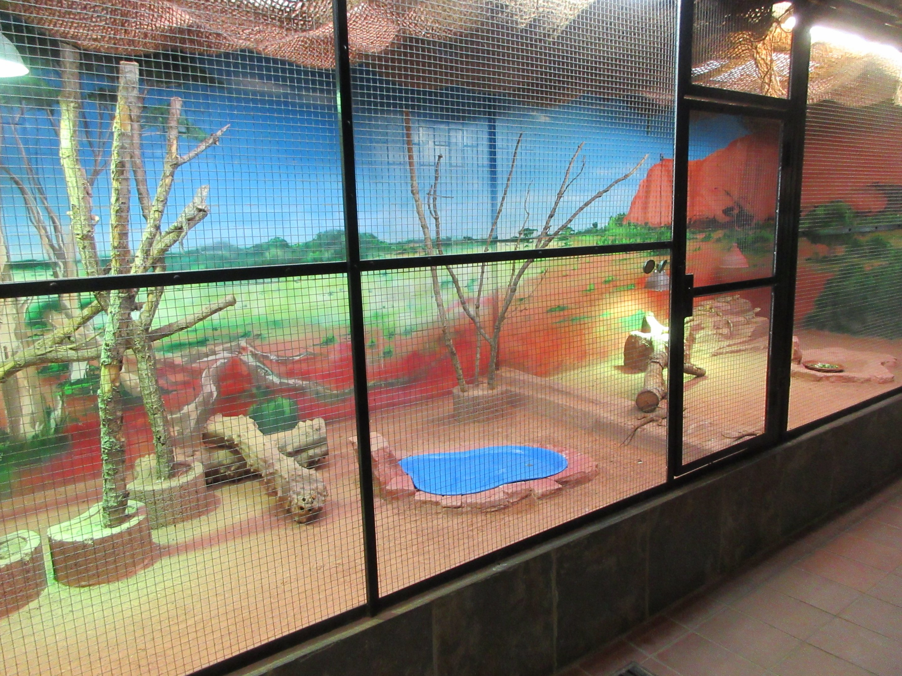 Mixed-Species Exhibit (Frilled Dragons included)