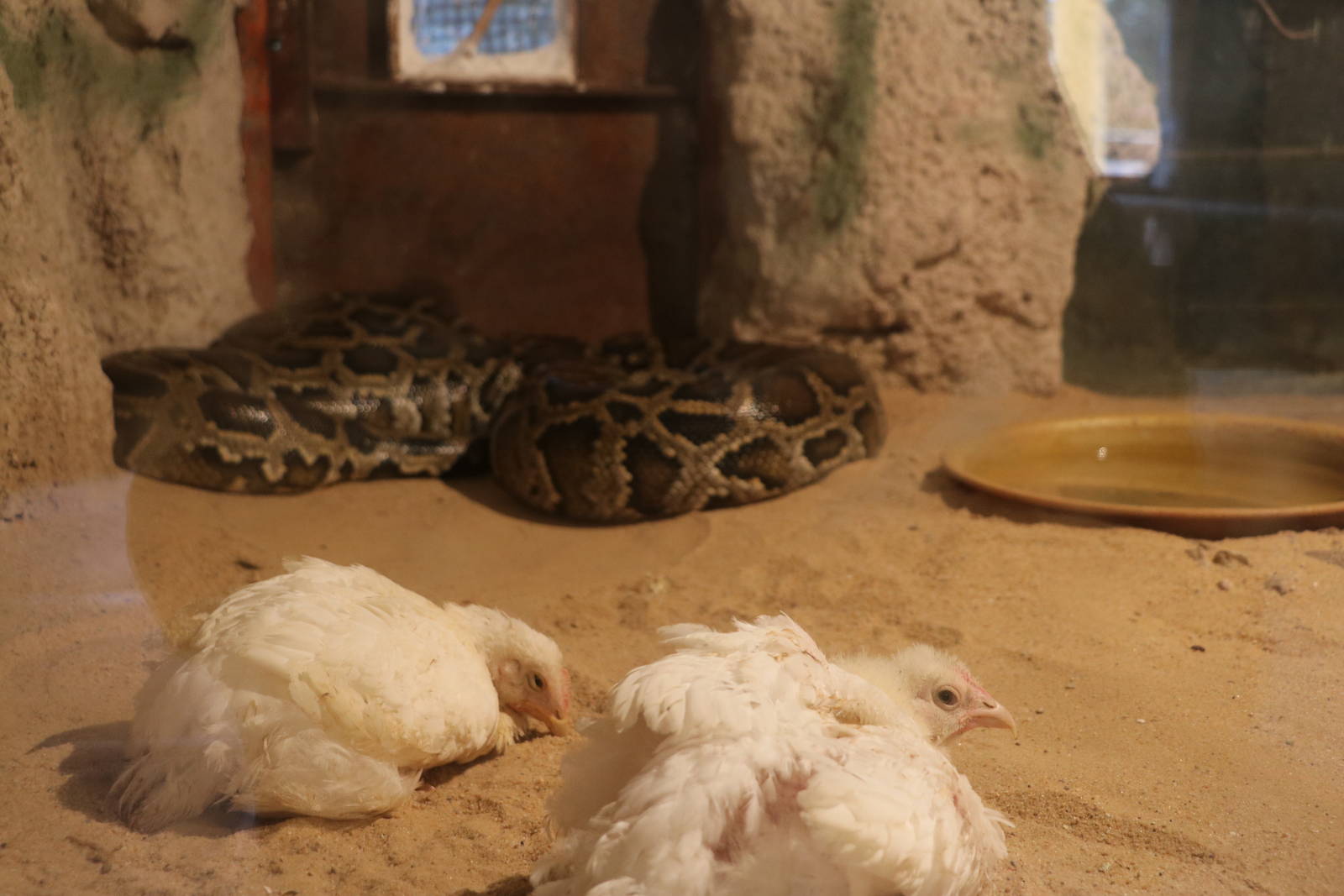 Mixed species exhibit?, October 2015