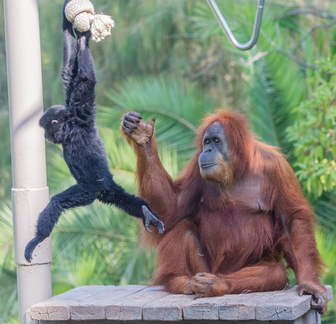 Mixed species exhibit, orangutan and siamang.
