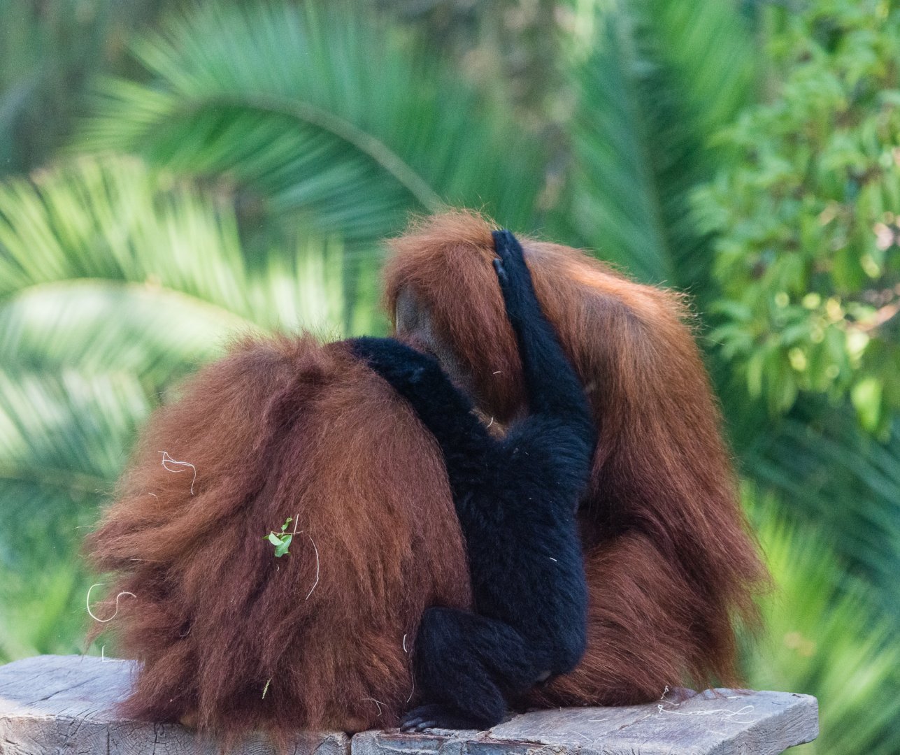 Mixed species exhibit, orangutan and siamang.