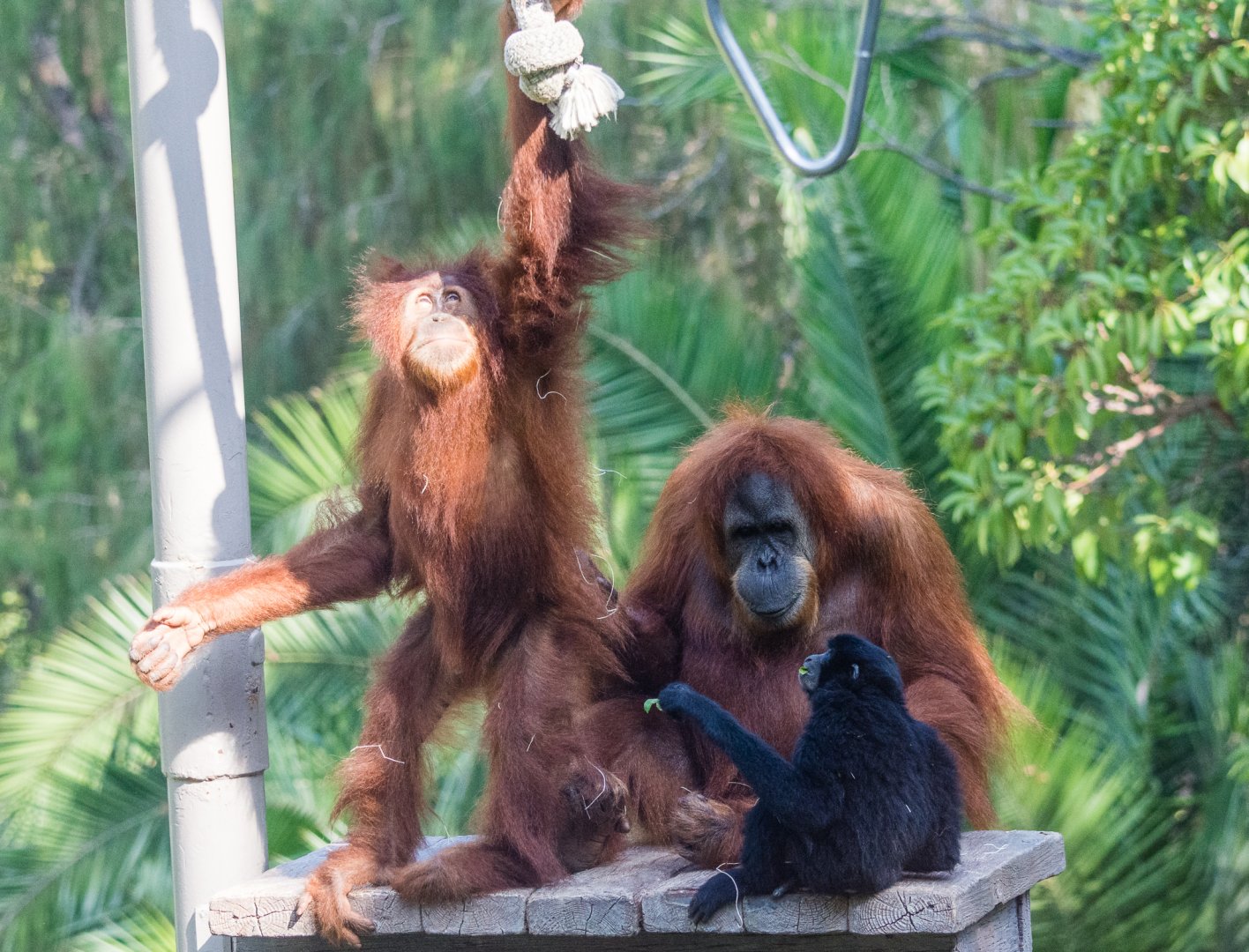 Mixed species exhibit, orangutan and siamang.
