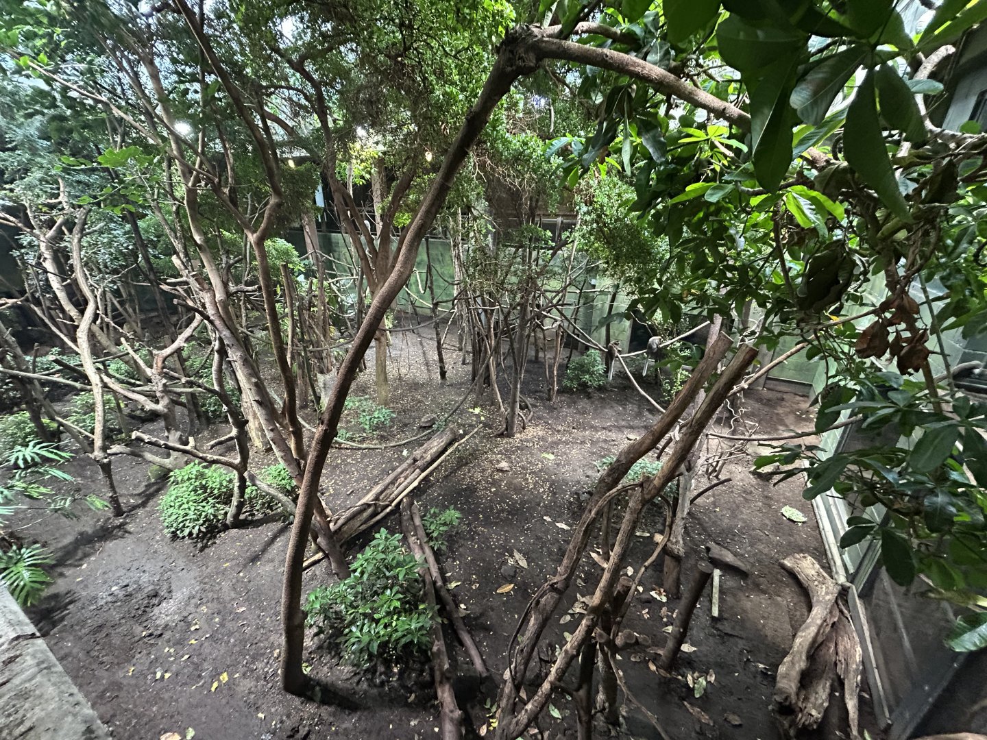 Mixed-species Exhibit - Rainforest Life