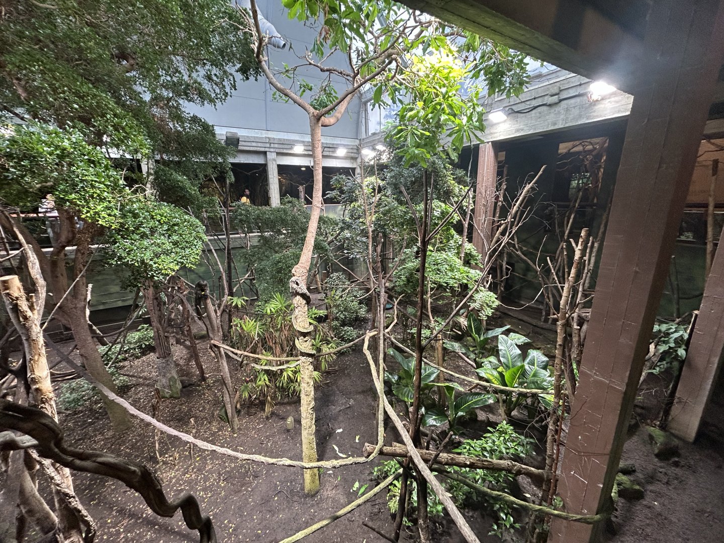 Mixed-species Exhibit - Rainforest Life