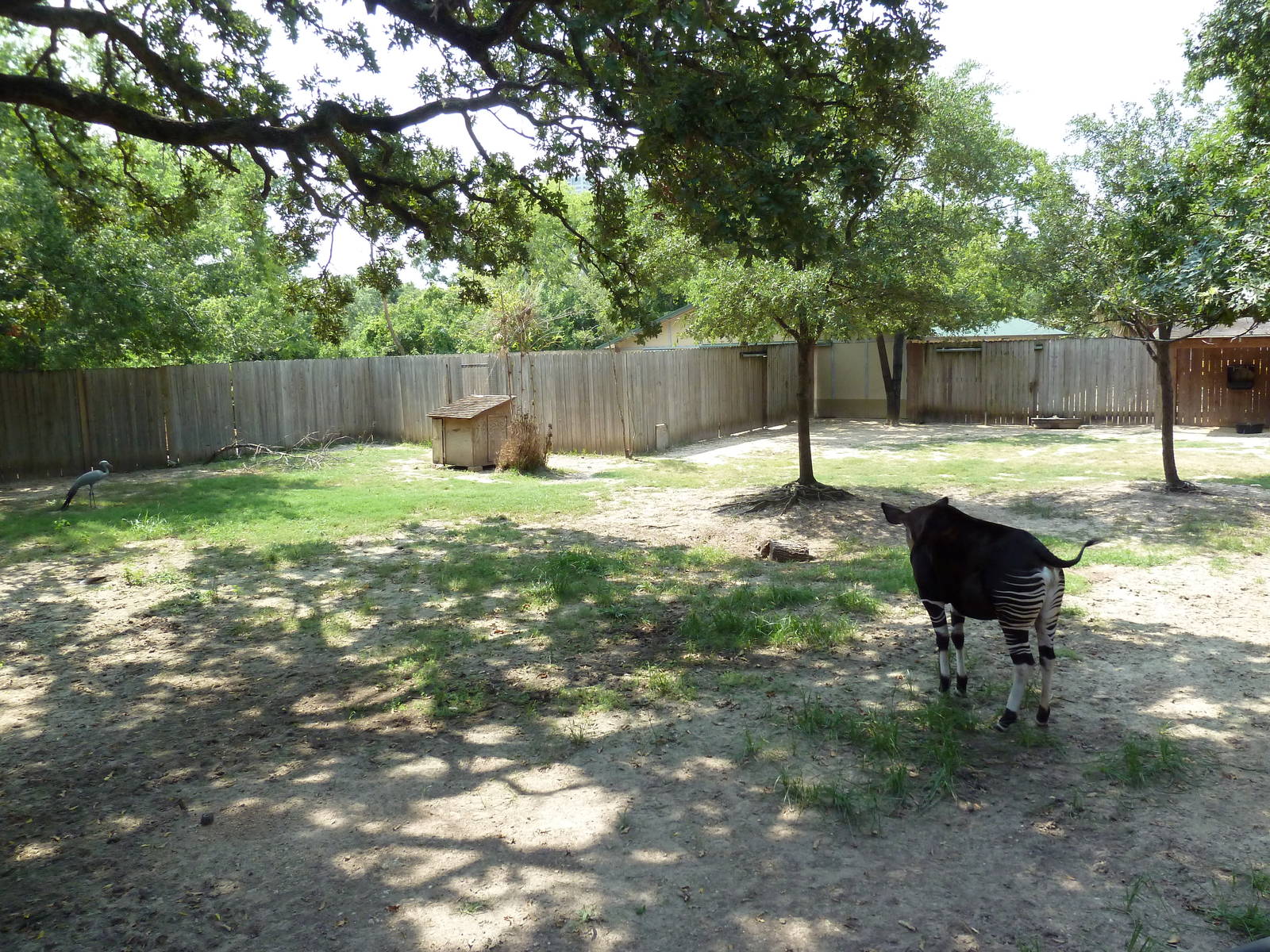 Mixed-Species Exhibit