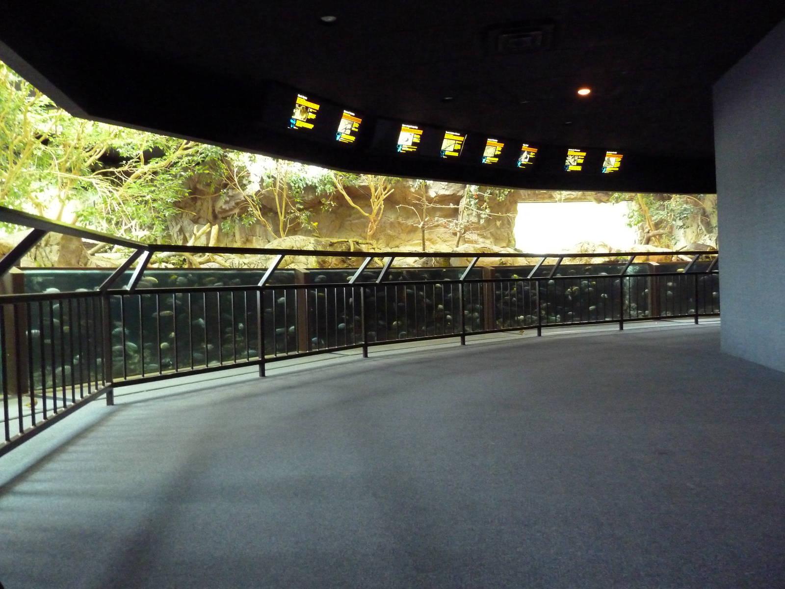 Mixed-Species Exhibit