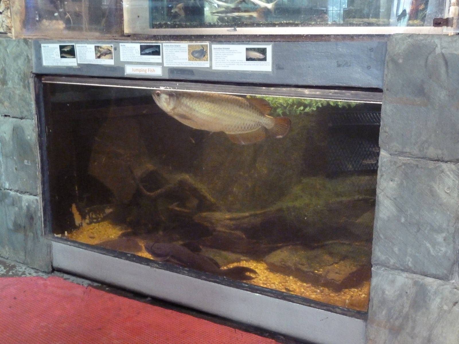 Mixed-Species Exhibit