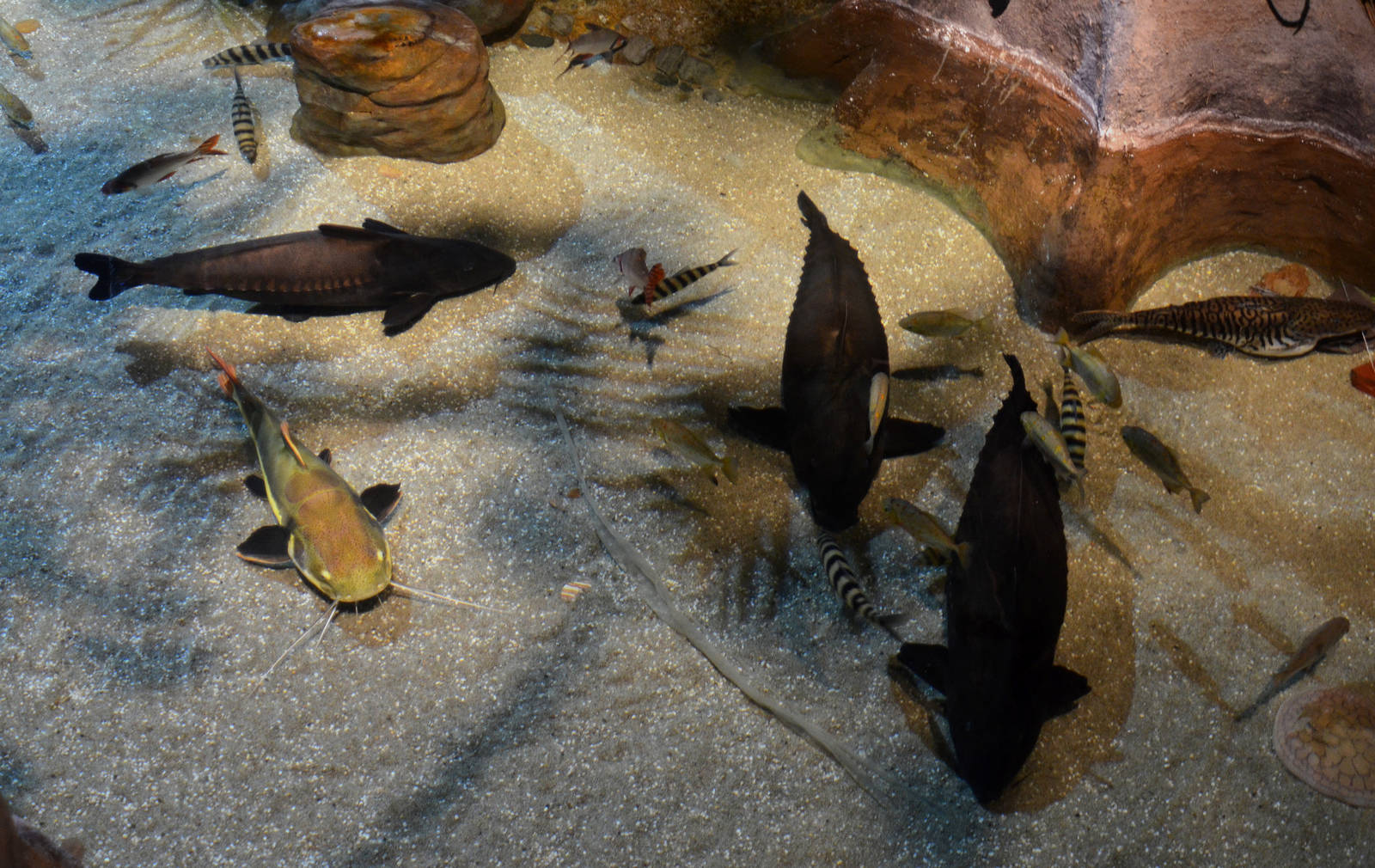 Mixed species exhibit