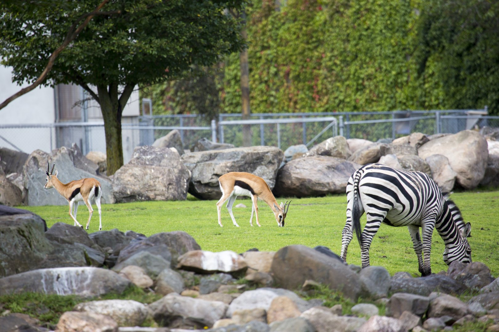 Mixed species exhibit