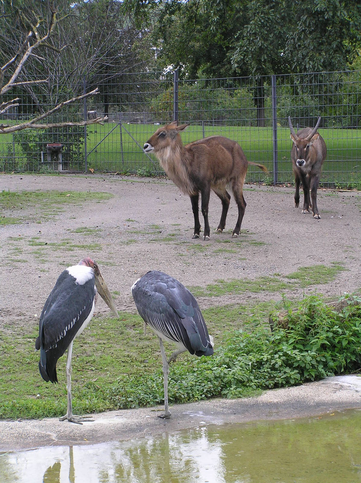 Mixed species exhibits - Heidelberg zoo