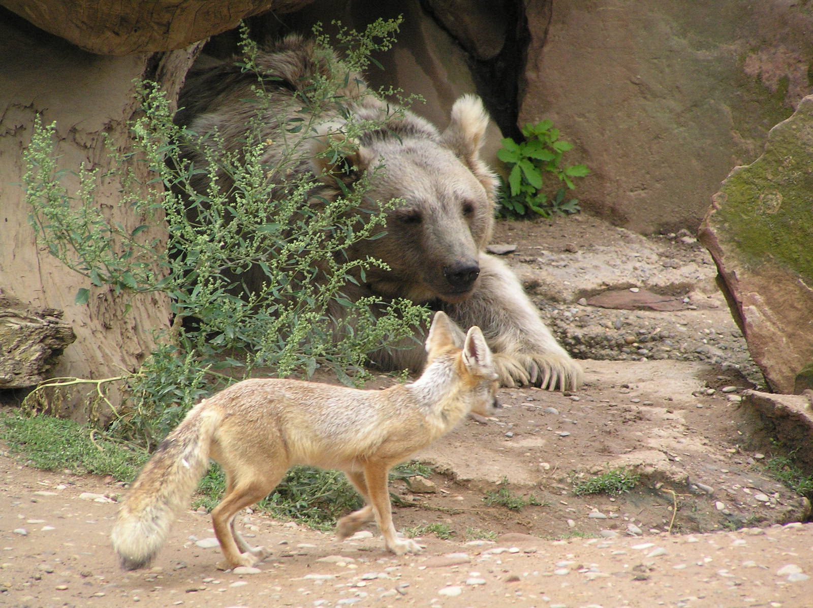 Mixed species exhibits
