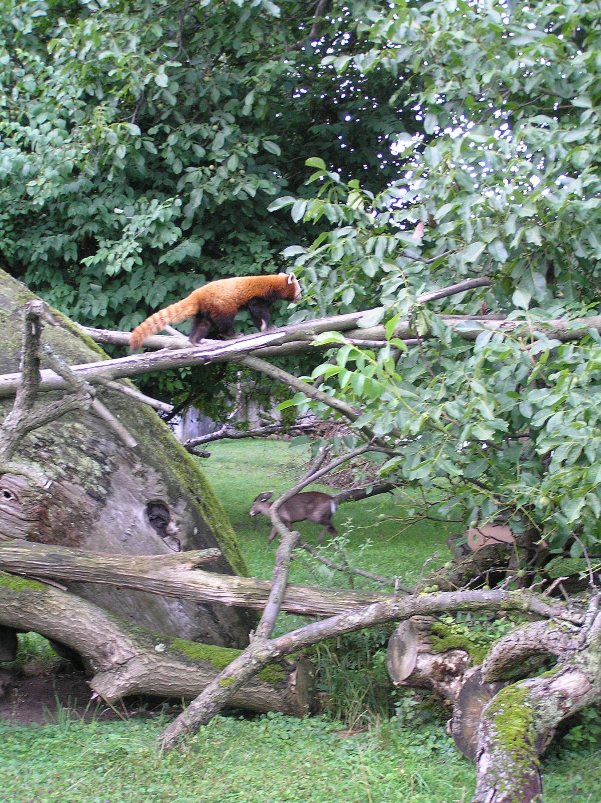 Mixed species exhibits