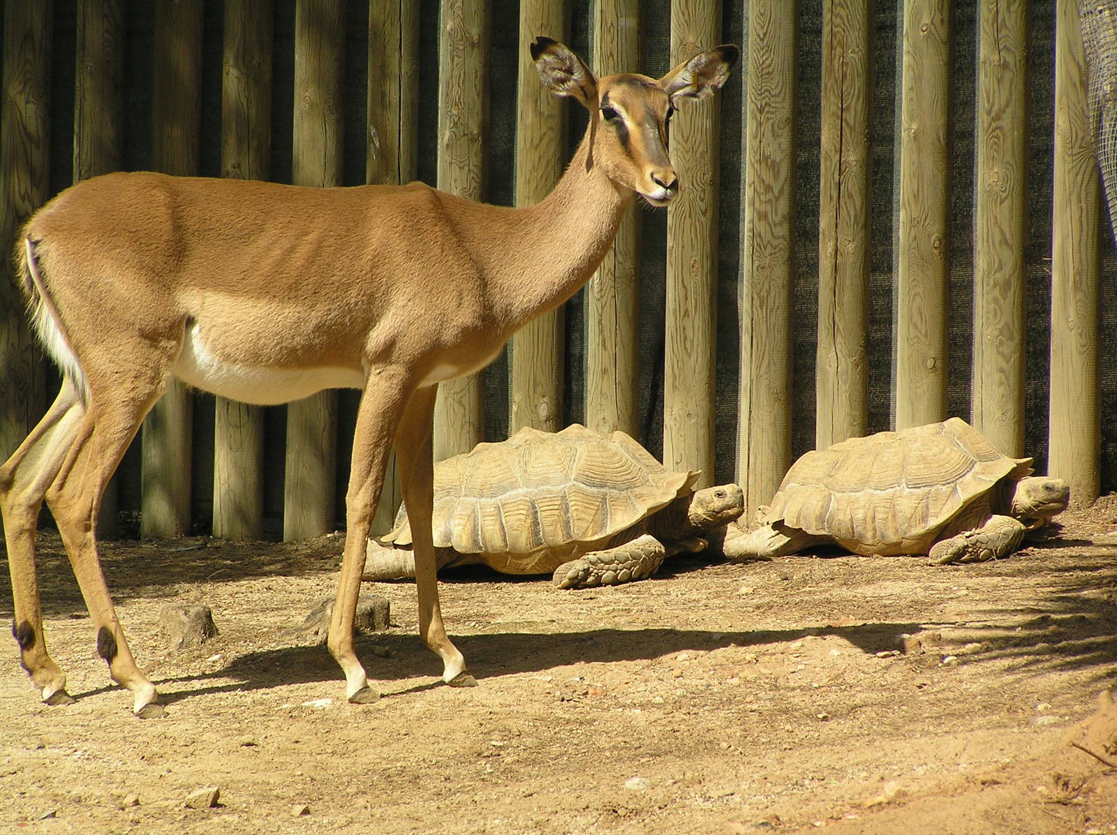 Mixed species exhibits