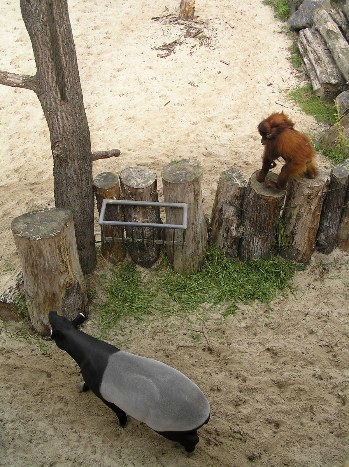 Mixed species exhibits