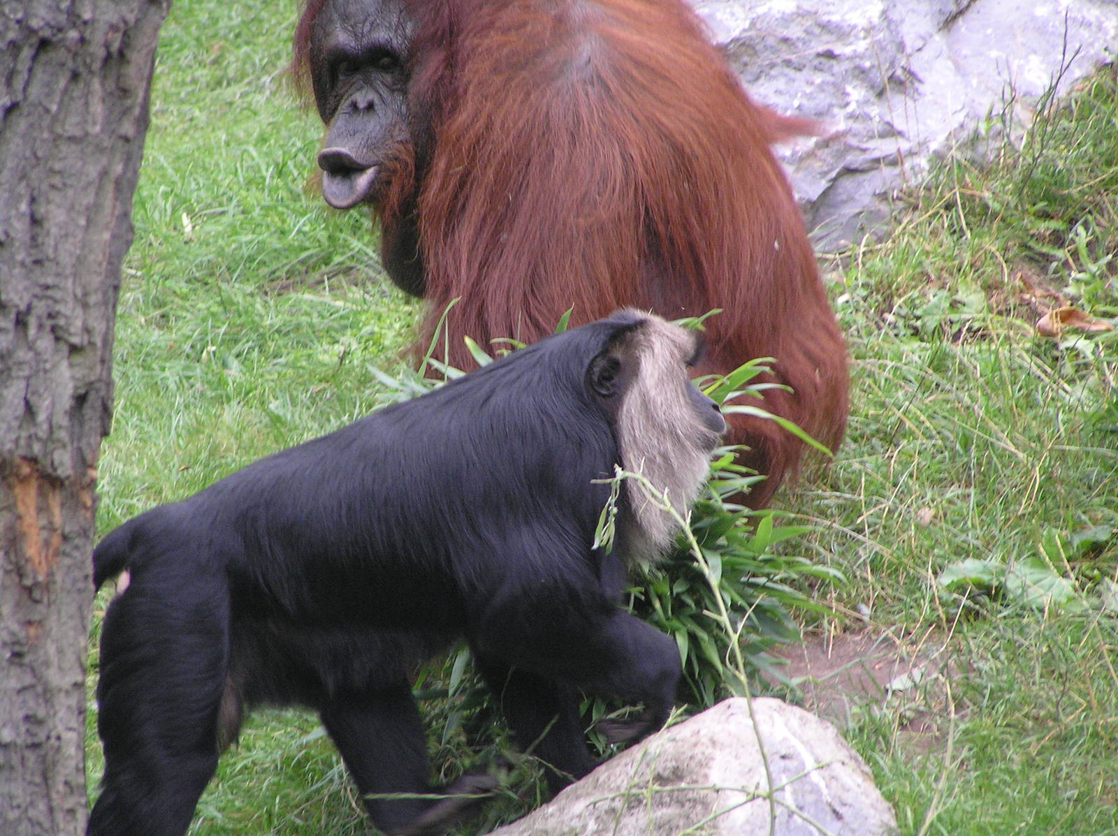 Mixed species exhibits