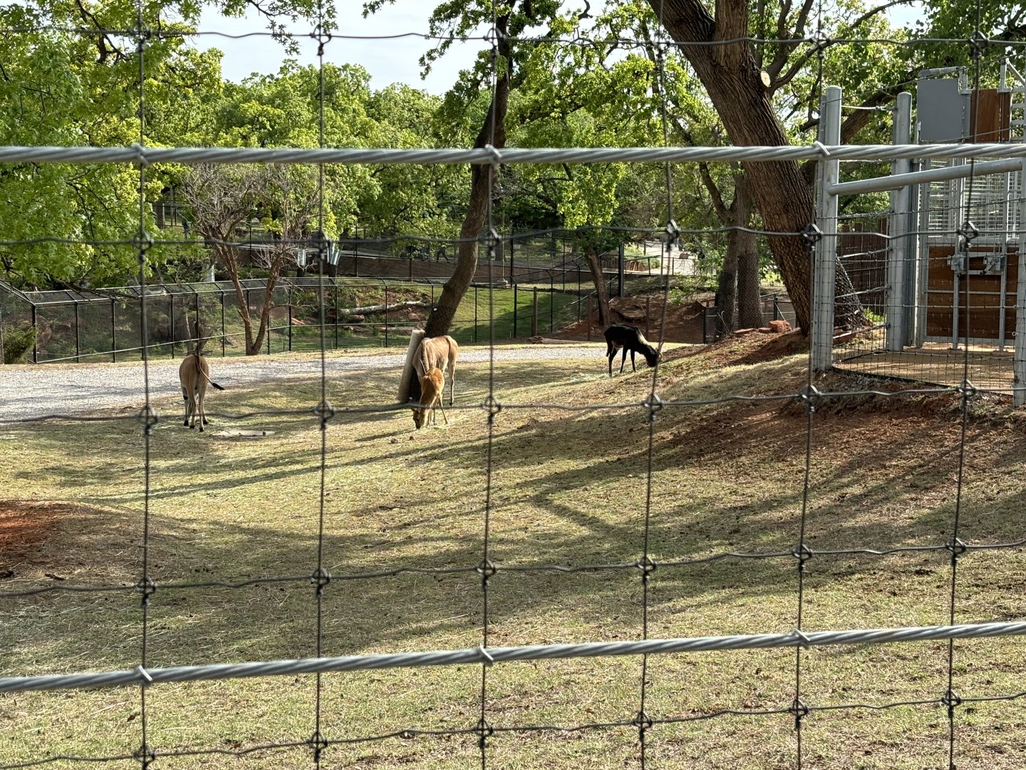 Mixed Species Extra Yard