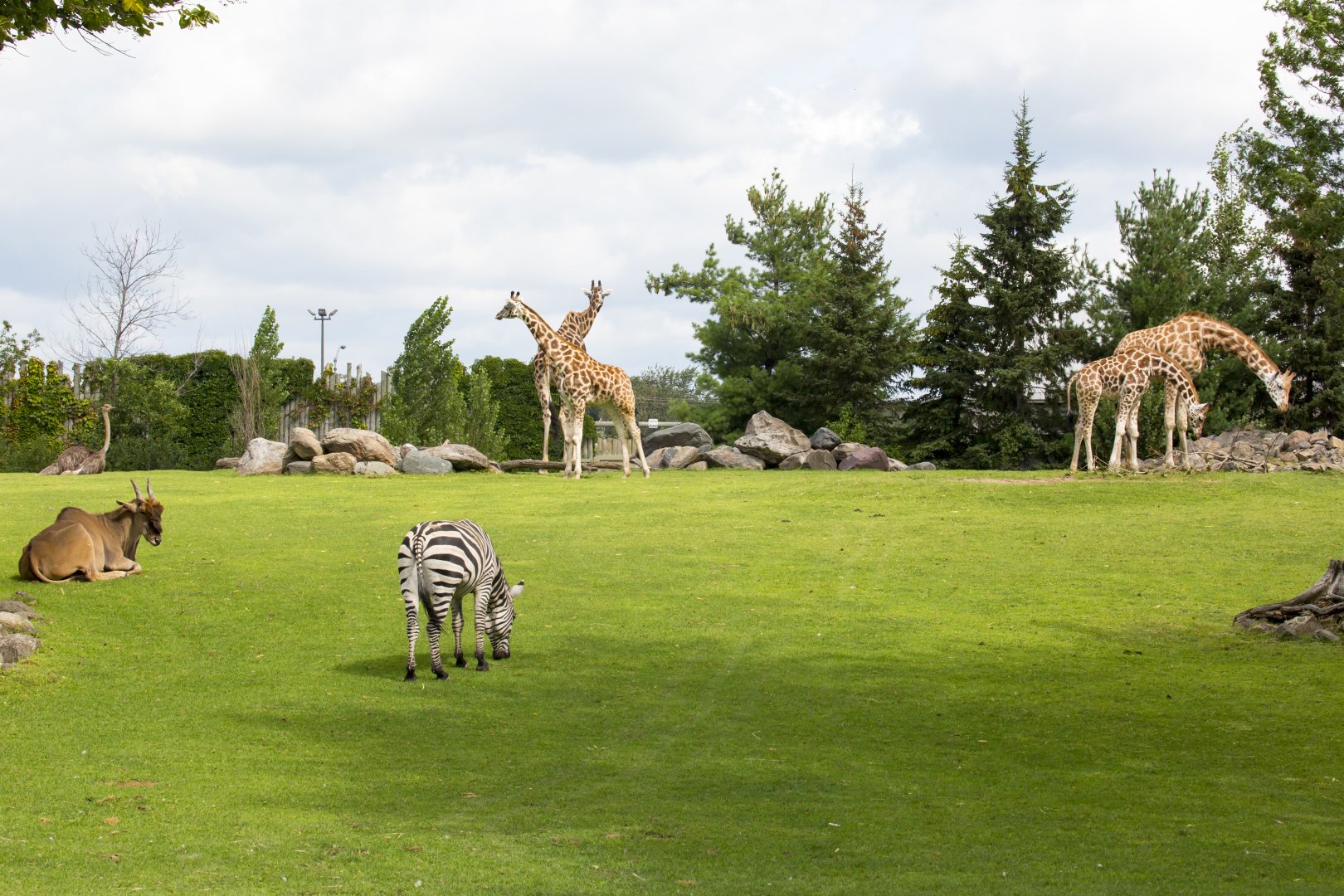 Mixed Species Habitat