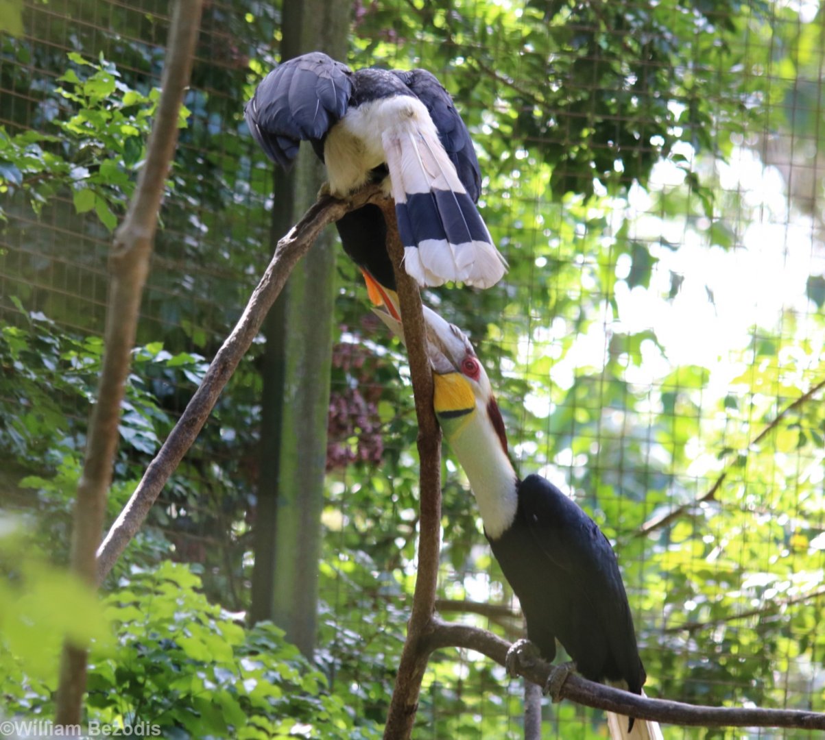 Mixed Species Hornbill Pair