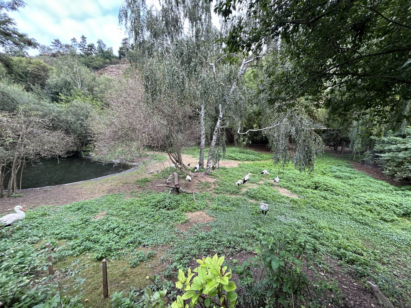 Mixed-Species Large Bird Exhibit