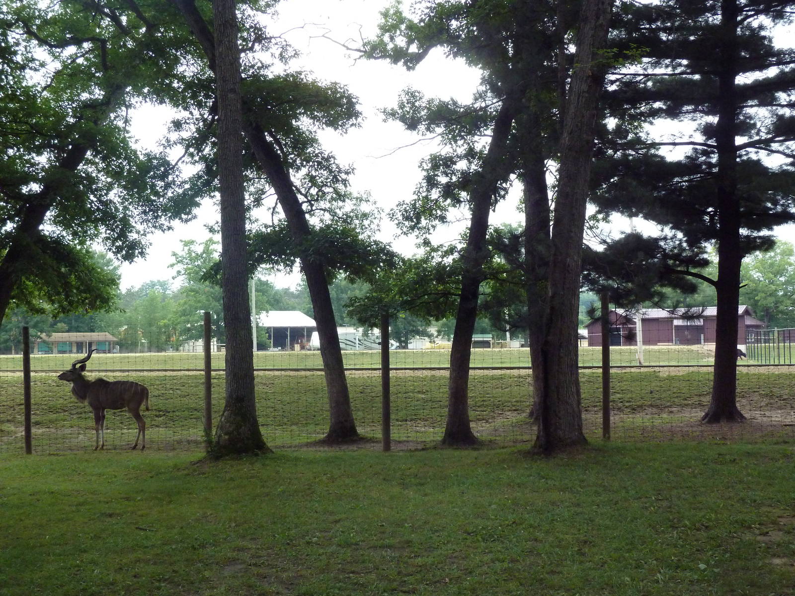 Mixed-Species Paddock (6 Species)