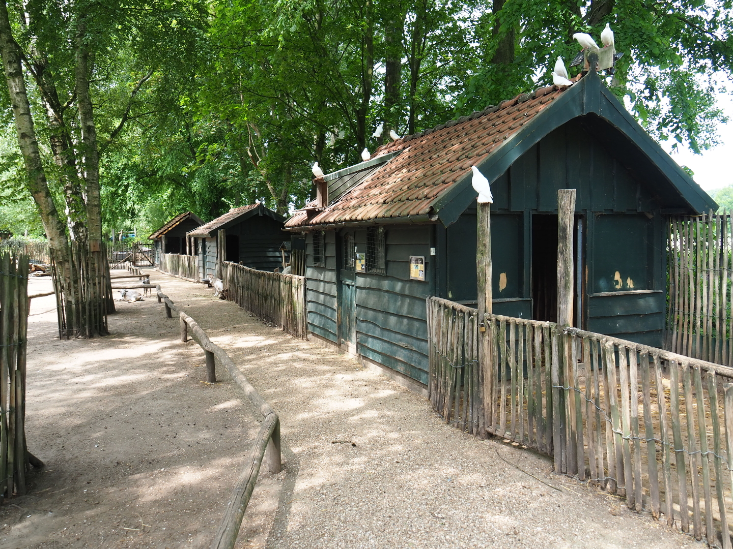 Mixed species paddock - Pathways and animal barns, 2019-05-25