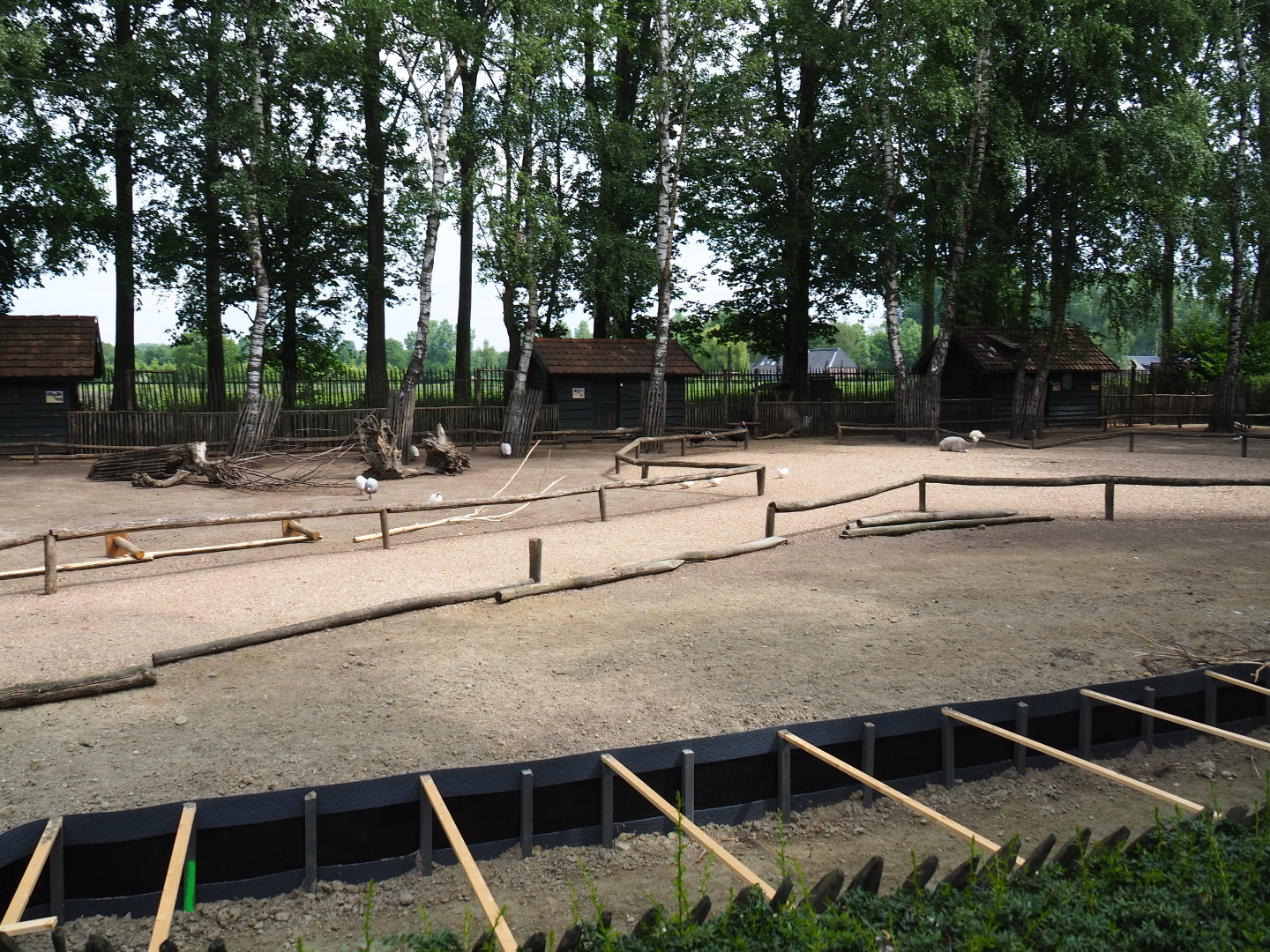 Mixed species paddock with some ongoing construction work, 2019-05-25