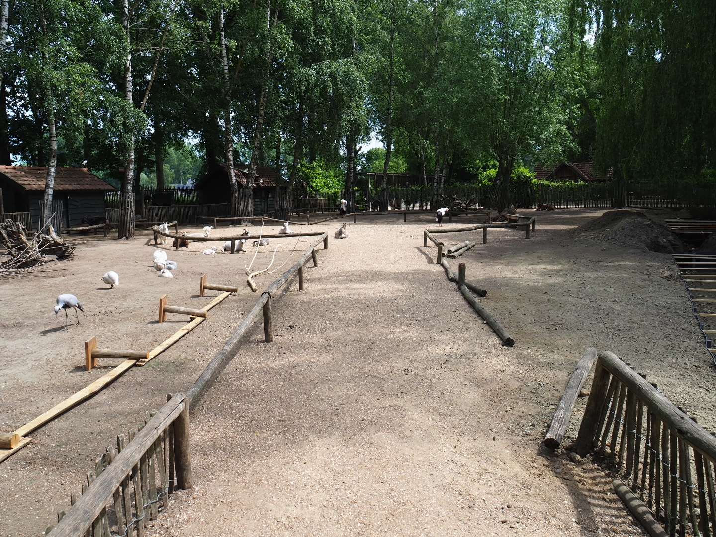 Mixed species paddock with some ongoing construction work, 2019-05-25