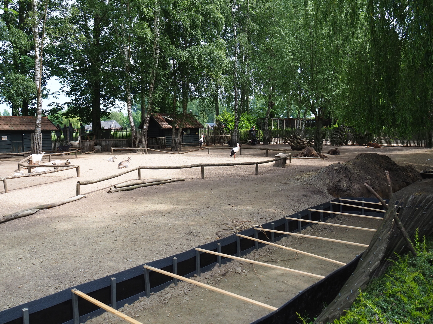 Mixed species paddock with some ongoing construction work, 2019-05-25