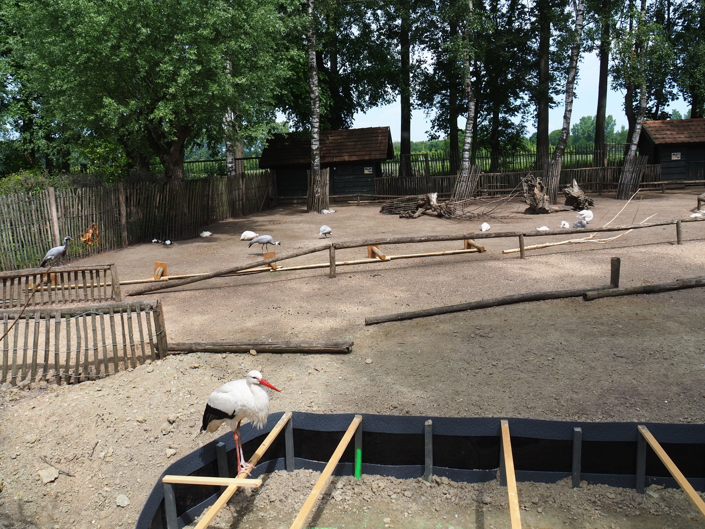 Mixed species paddock with some ongoing construction work, 2019-05-25