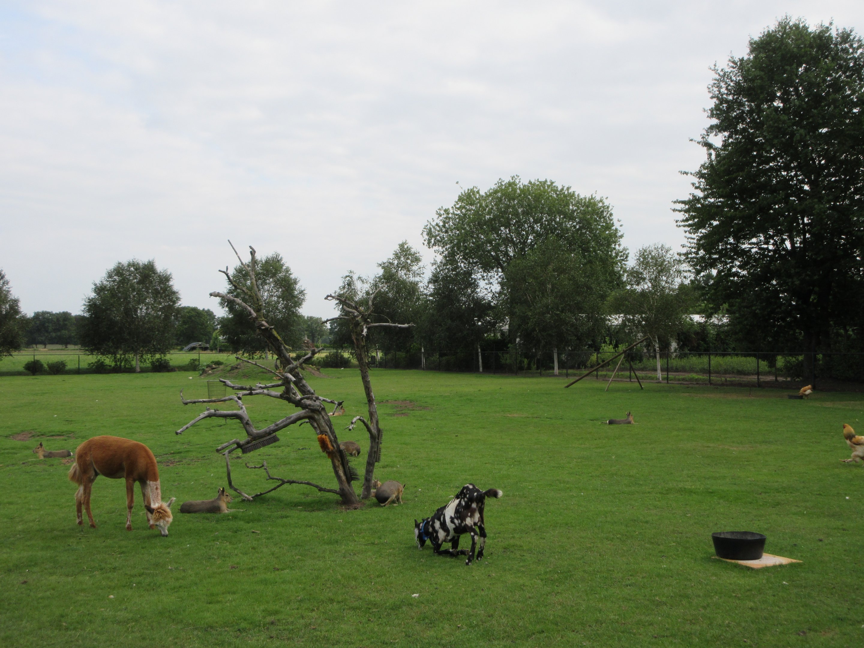 Mixed-Species Paddock