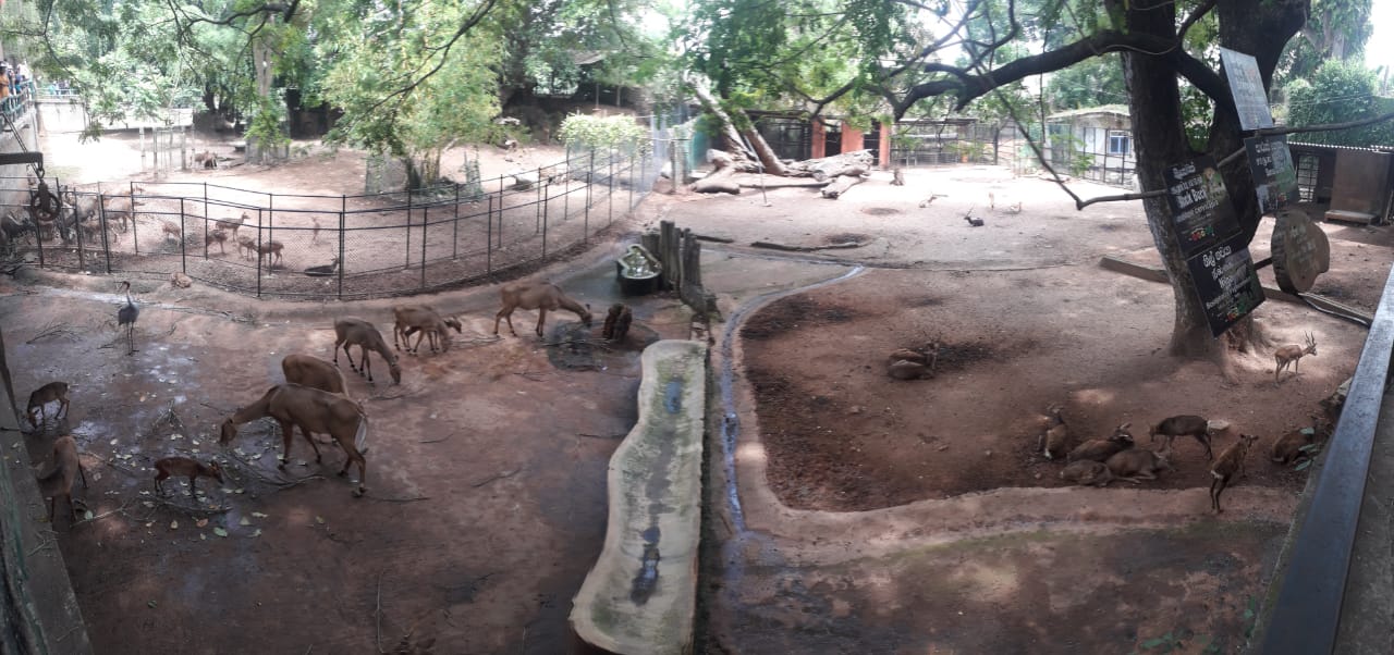 Mixed species paddock