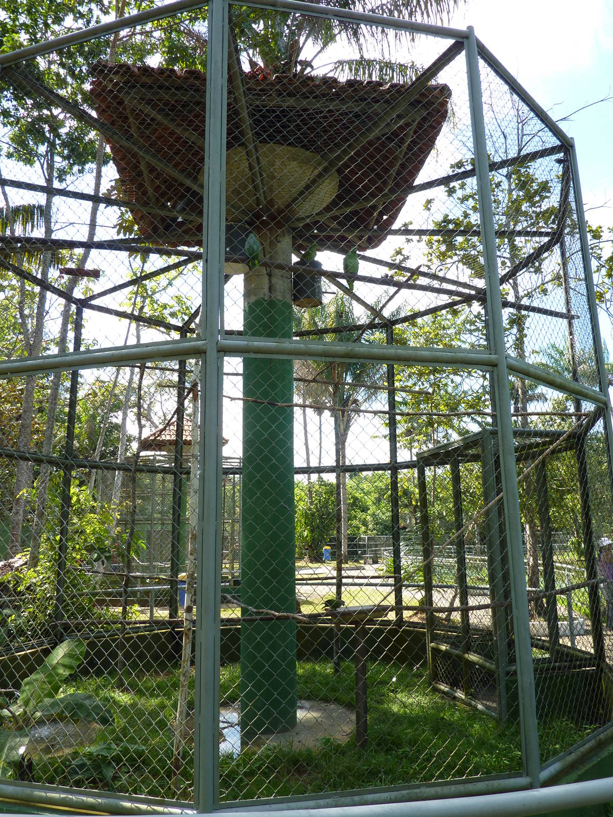 Mixed-species parrot aviary