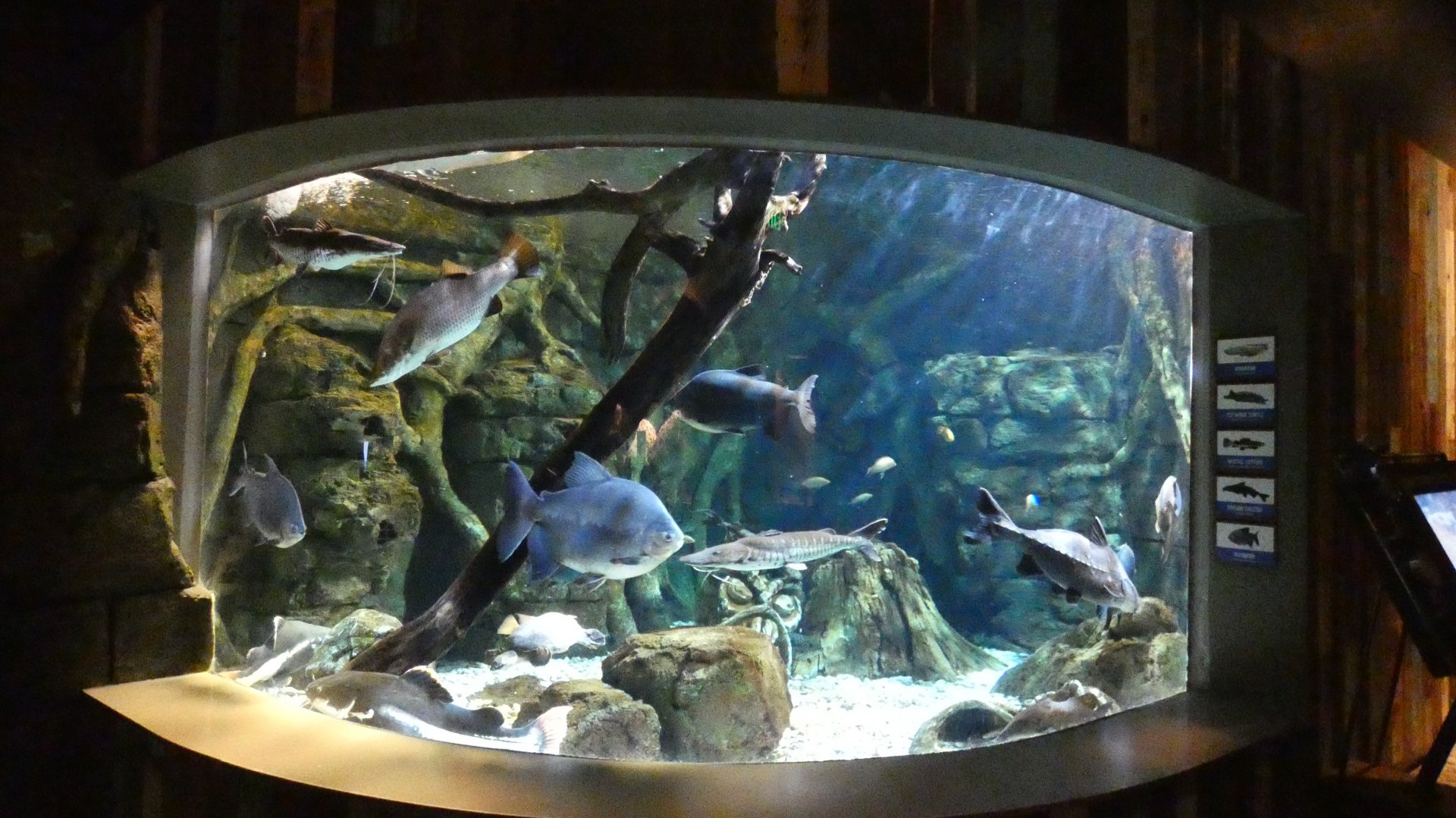 Mixed Species River Tank, Global Rivers - Mar. 2022