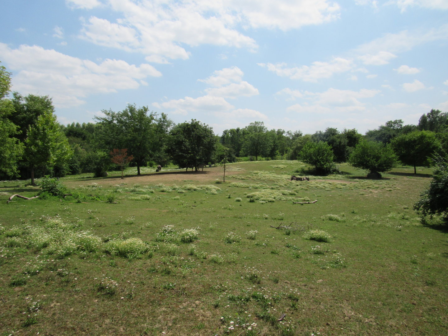 Mixed-species Savanna, African Journey